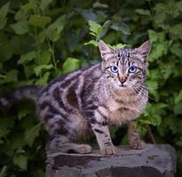 street tabby cat on a background of green bushes photo