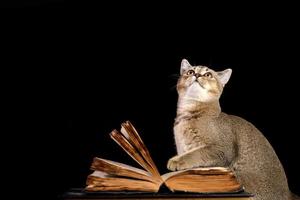 chinchilla recta escocesa gatito gris se sienta cerca de un libro abierto sobre un fondo negro foto