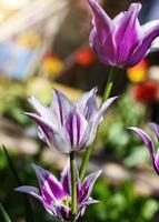 tulipanes blancos y morados en flor en el jardín foto