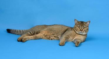 adult gray Scottish straight chinchilla cat lies on a blue background, the animal is resting photo