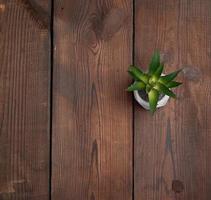 gray ceramic pot with aloe on a brown wooden surface, top view photo