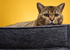 an adult cat lies in a gray felt bed on a yellow background. The animal is resting and looking photo