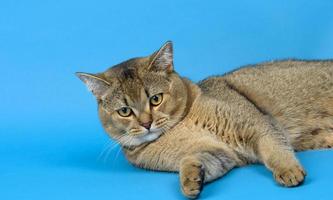 adult gray Scottish straight chinchilla cat lies on a blue background, the animal is resting and looks at the camera photo