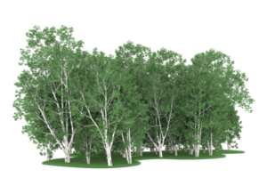 Realistic forest isolated on transparent background. 3d rendering - illustration png