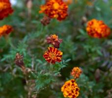 flowering marigolds in the garden, top view photo