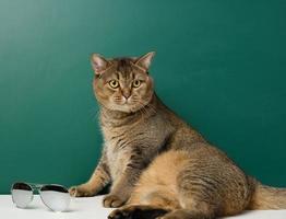 Adult straight-eared Scottish cat on the background of a green chalk board photo