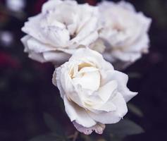 rosas blancas florecientes en el jardín foto