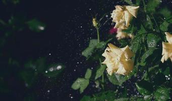 rosas amarillas en el jardín bajo la lluvia, caen gotas foto