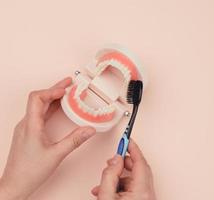 female hand holds plastic model of a human jaw with white teeth and wooden toothbrush photo