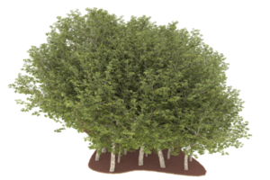 realistico foresta isolato su trasparente sfondo. 3d interpretazione - illustrazione png