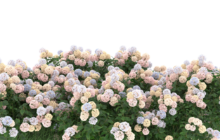 Realistic foliage isolated on transparent background. 3d rendering - illustration png