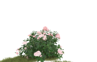 Realistic foliage isolated on transparent background. 3d rendering - illustration png