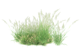 Realistic foliage isolated on transparent background. 3d rendering - illustration png