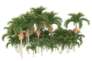palmiers isolés sur fond transparent. rendu 3d - illustration png