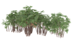 Palm trees isolated on transparent background. 3d rendering - illustration png