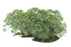 forêt réaliste isolée sur fond transparent. rendu 3d - illustration png