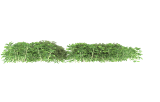 Realistic foliage isolated on transparent background. 3d rendering - illustration png