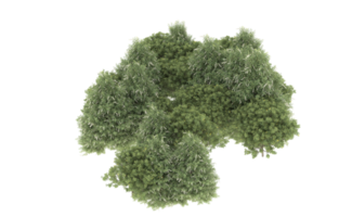 Realistic foliage isolated on transparent background. 3d rendering - illustration png