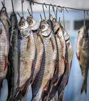 Salted fish ram is hanging on wire and dried outdoors photo