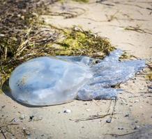 medusas blancas muertas yace en la orilla del mar negro foto