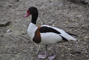 wild duck galagaz photo