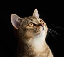 retrato de una chinchilla recta escocesa de gatito gris sobre un fondo negro, el gato mira hacia arriba foto