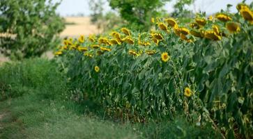 field with blooming sunflowers on a summer day, a row of plants photo