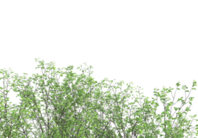 Realistic foliage isolated on transparent background. 3d rendering - illustration png