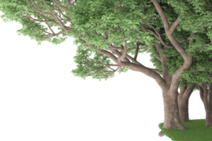 floresta realista isolada em fundo transparente. renderização 3D - ilustração png