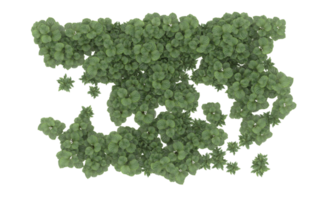 Realistic foliage isolated on transparent background. 3d rendering - illustration png