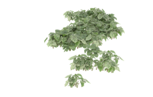 Realistic foliage isolated on transparent background. 3d rendering - illustration png