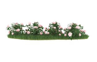 Realistic foliage isolated on transparent background. 3d rendering - illustration png