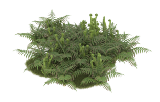 Realistic foliage isolated on transparent background. 3d rendering - illustration png