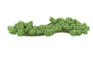 Realistic foliage isolated on transparent background. 3d rendering - illustration png