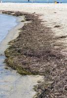 seashore with seaweed summer day, Black Sea photo