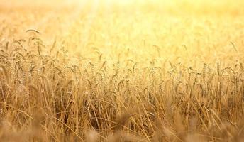 yellow ripe ears of wheat in the rays of the setting sun photo