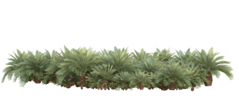 Realistic foliage isolated on transparent background. 3d rendering - illustration png