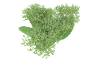 realistico foresta isolato su trasparente sfondo. 3d interpretazione - illustrazione png