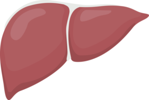 Liver symbol color png