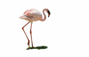 white pink greater flamingo big bird walking isolated on white background photo