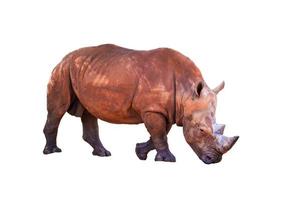 rinoceronte aislado sobre fondo blanco foto