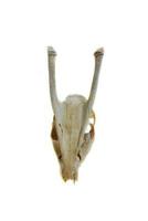 Bone goat animal skull isolated on white background photo
