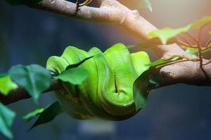 Snake of green tree python lying on tree branch Morelia viridis - selective focus photo