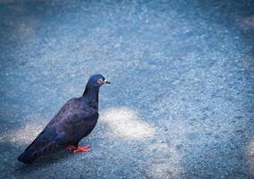 Black pigeon walking on floor in the park photo