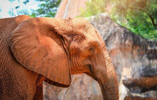 Asia elephant thailand photo