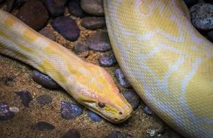 Golden python yellow snake lying on ground Albino burmese python photo