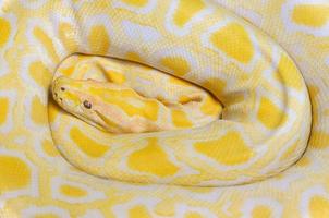Golden python yellow snake lying texture background Albino Burmese python photo