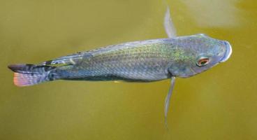 Tilapia fish swimming on surface in the water river live in natural for oxygen in summer day photo