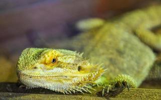 dragones barbudos tirados en el suelo - especie de lagarto australiano o lagarto del desierto foto