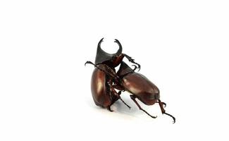 escarabajo rinoceronte luchando aislado en blanco escarabajo dynastinae